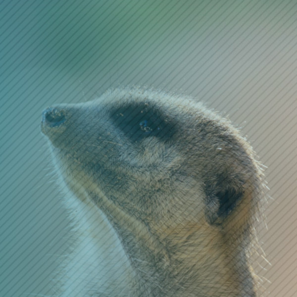 MEERKATworks