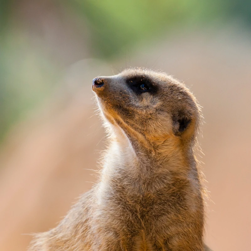 MEERKATworks web design case study
